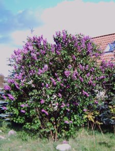 Frühling
