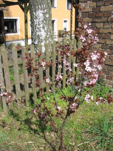 Frühling