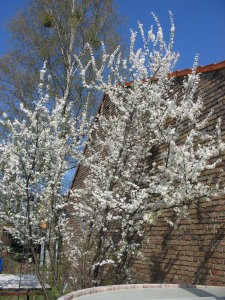 Frühling