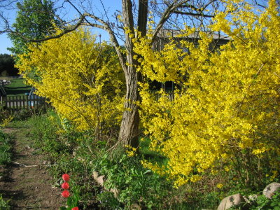 Frühling