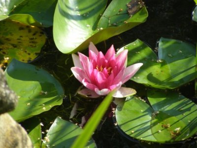 Seerose