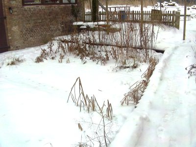 Teich im Winter
