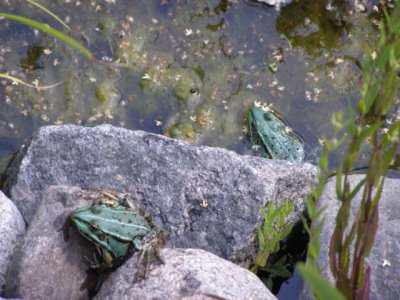 Teich mit Fröschen