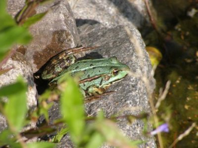 Teich mit Frosch